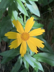 Coreopsis grandiflora