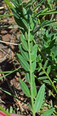 Astragalus laxmannii robustior