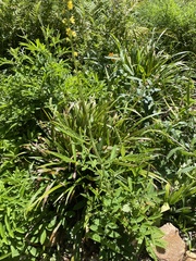 Agrimonia parviflora