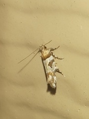 Aristotelia roseosuffusella