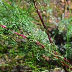 Artemisia campestris