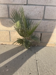 Washingtonia