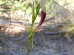 Cryptostylis hunteriana