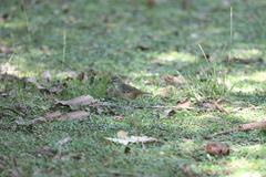 Sericornis frontalis