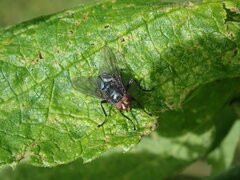 Calliphora vicina