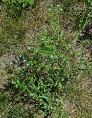 Lappula occidentalis