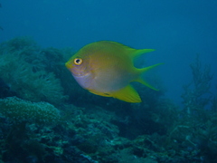 Amblyglyphidodon aureus