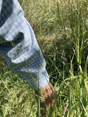 Panicum dichotomiflorum