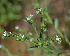 Lappula occidentalis