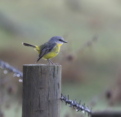 Eopsaltria australis