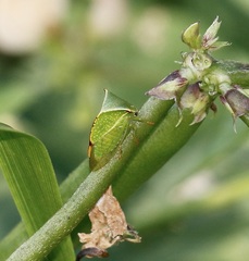 Stictocephala bisonia