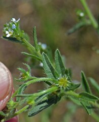 Lappula occidentalis