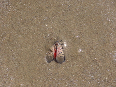 Lycorma delicatula