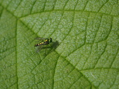 Condylostylus caudatus