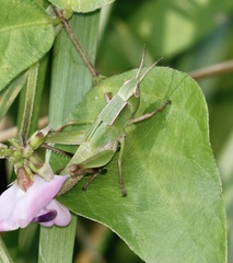 Dichromorpha viridis