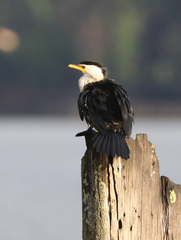 Microcarbo melanoleucos