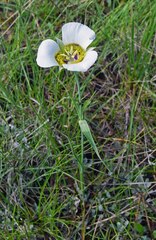 Calochortus gunnisonii