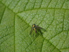 Condylostylus caudatus