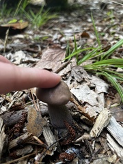 Tylopilus