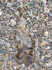 Saccharina latissima