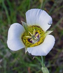 Calochortus gunnisonii