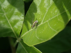 Condylostylus caudatus