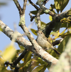 Acanthiza pusilla