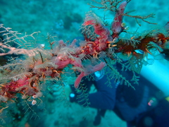 Chalinula nematifera