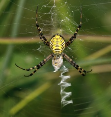 Argiope trifasciata