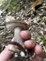 Tylopilus