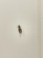 Lepidoscia heliochares