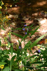 Tradescantia subaspera