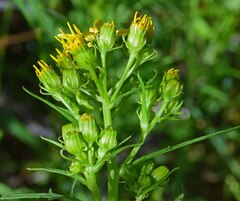 Senecio eremophilus
