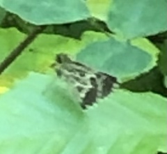 Amblyscirtes aesculapius