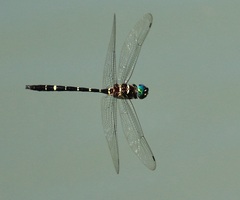 Macromia taeniolata