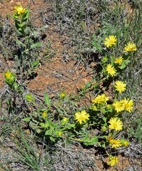 Heterotheca villosa foliosa