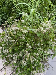 Mikania scandens