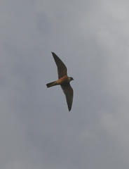Falco longipennis