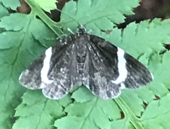 Trichodezia albovittata