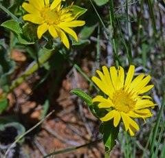 Heterotheca villosa foliosa