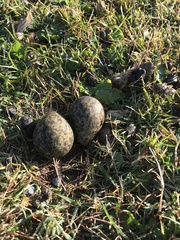 Vanellus miles novaehollandiae