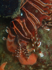 Pterois antennata