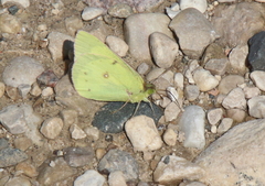 Colias philodice
