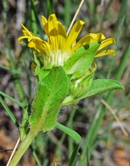 Heterotheca villosa foliosa
