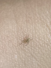 Cheiracanthium mildei