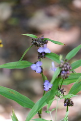 Tradescantia subaspera