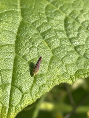 Graphocephala coccinea