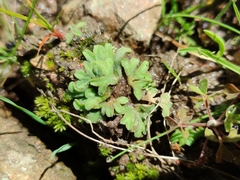 Riccia