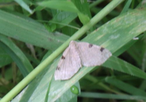Three-spotted Fillip photo 4
