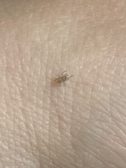 Cheiracanthium mildei